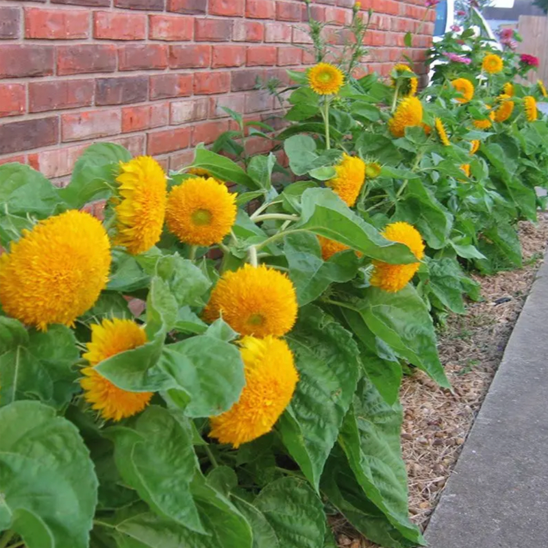 Teddy Bear Sunflower Seeds