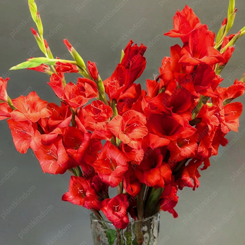 🎉Limited Time Offer: 50% Off : Gladiolus Bulbs!