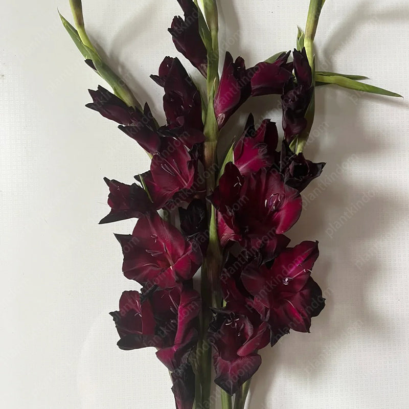 🎉Limited Time Offer: 50% Off : Gladiolus Bulbs!