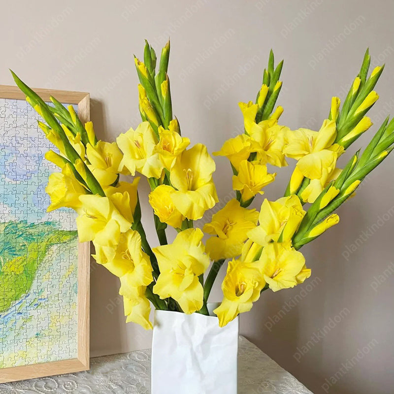 🎉Limited Time Offer: 50% Off : Gladiolus Bulbs!