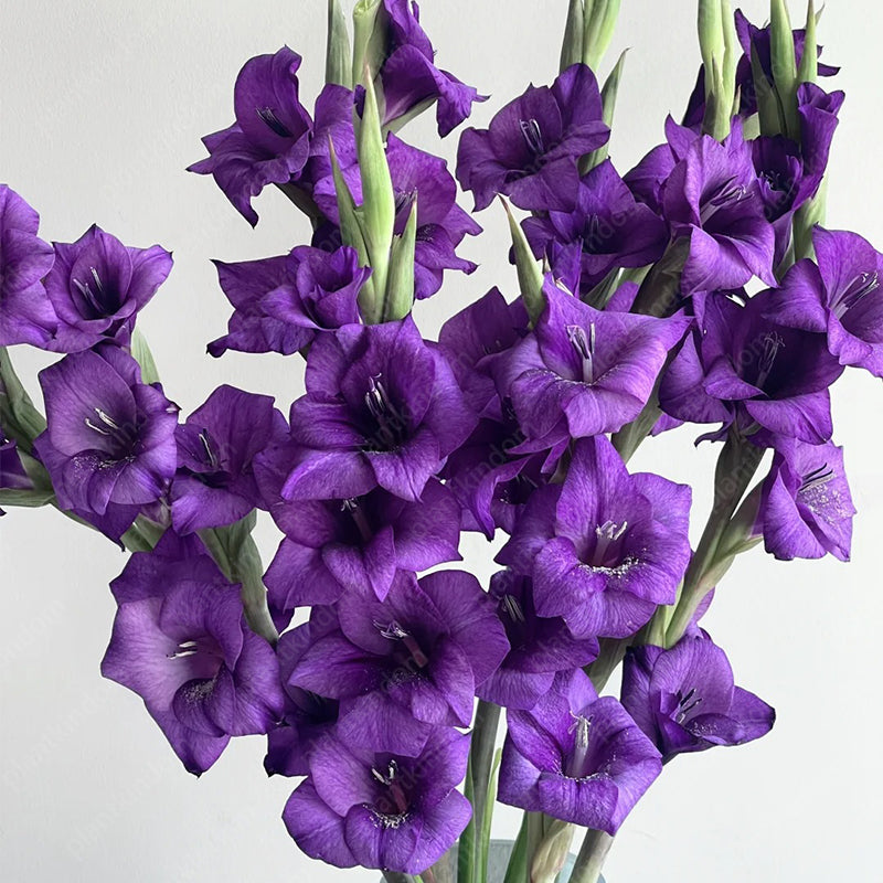 🎉Limited Time Offer: 50% Off : Gladiolus Bulbs!
