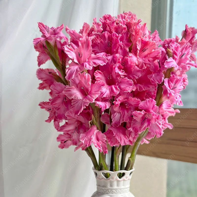 🎉Limited Time Offer: 50% Off : Gladiolus Bulbs!