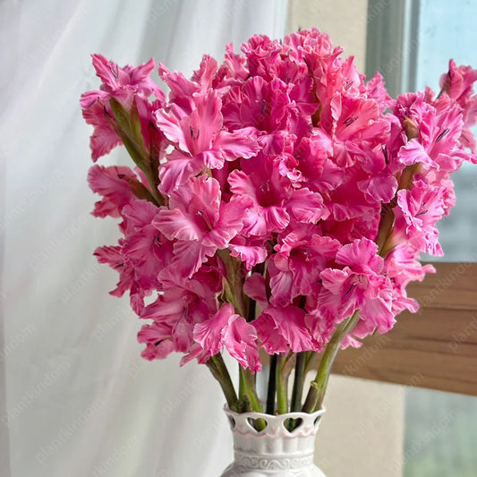 🎉Limited Time Offer: 50% Off : Gladiolus Bulbs!