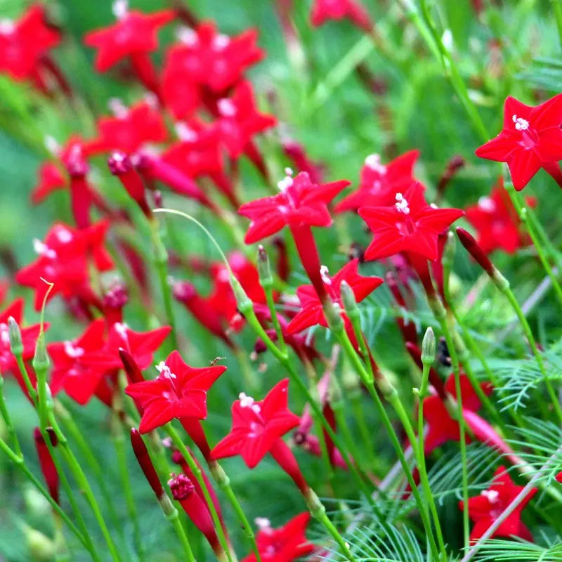 Cypress vine-Five Star Flower Seeds (100 capsules)