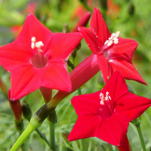 Cypress vine-Five Star Flower Seeds (100 capsules)