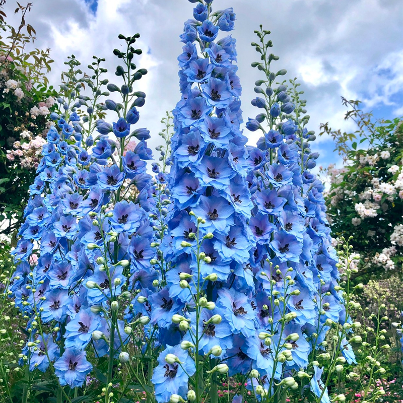 🌼🦋Mix-Colored Delphinium Seeds