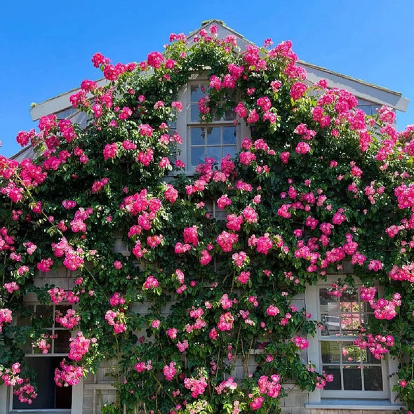 🌹Climbing Rose Seeds - Luck Rises