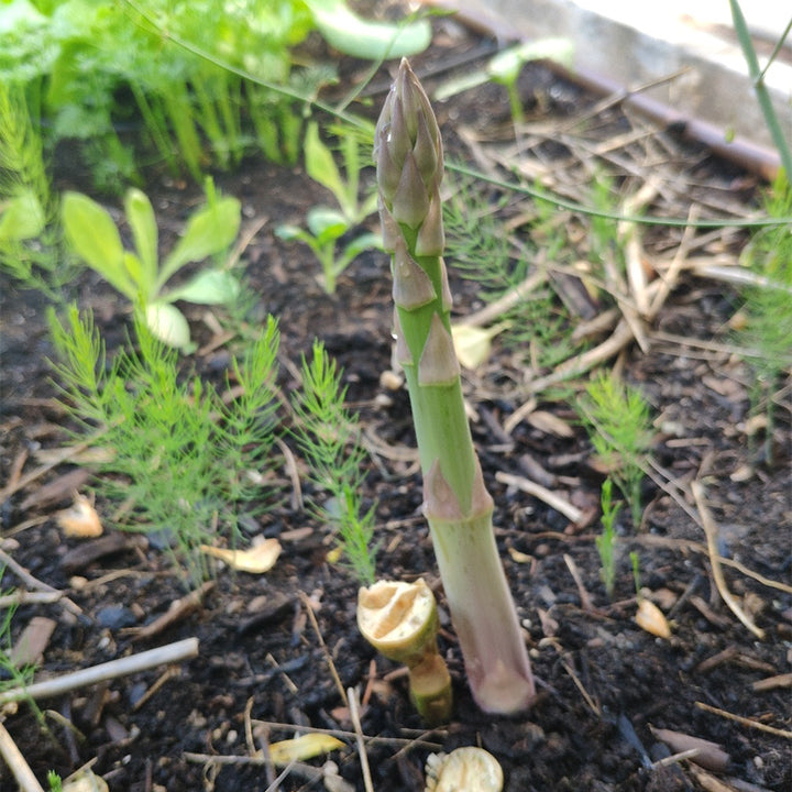 🌿King of Vegetables - Asparagus Mary Washington