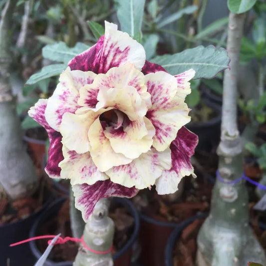(Adenium Obesum) Golden Year Desert Rose Seeds
