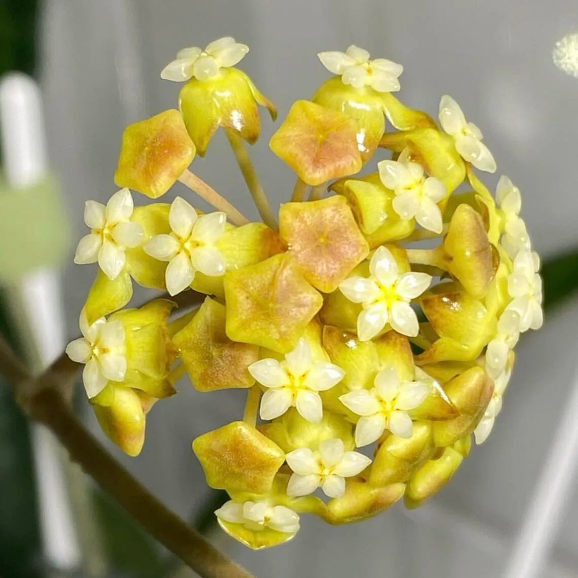 🌟Ball Orchid - Falling Stars From The Sky