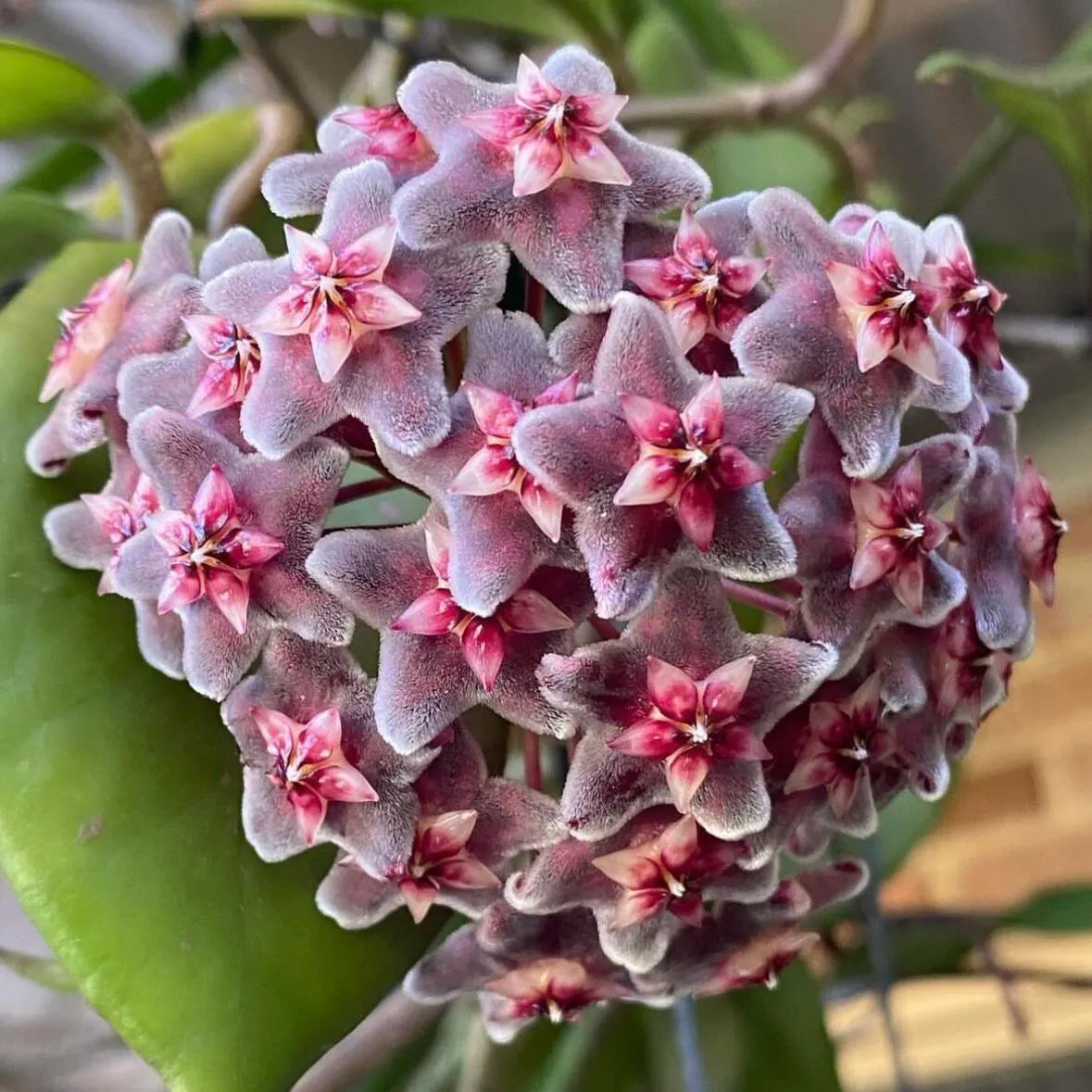 🌟Ball Orchid - Falling Stars From The Sky