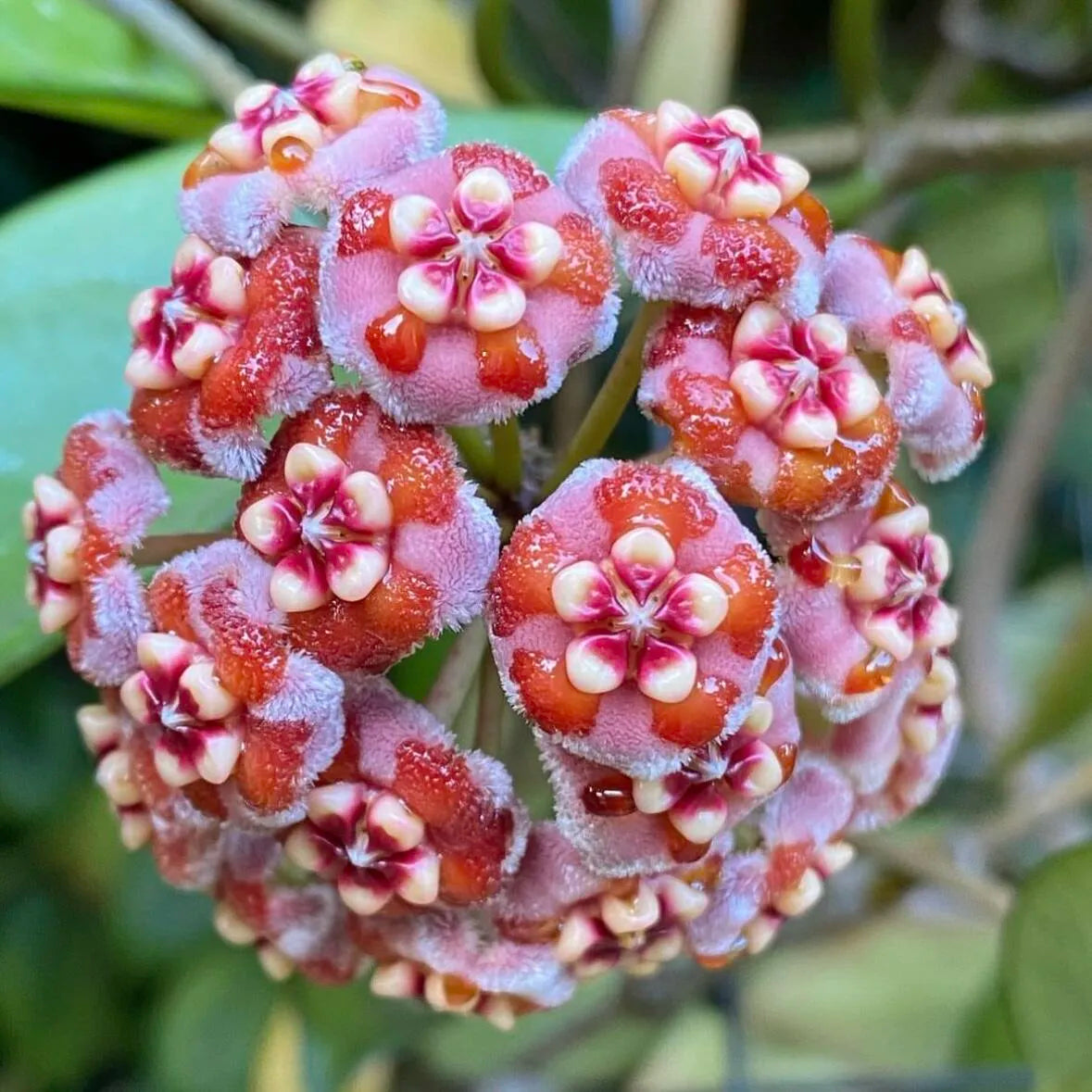 🌟Ball Orchid - Falling Stars From The Sky
