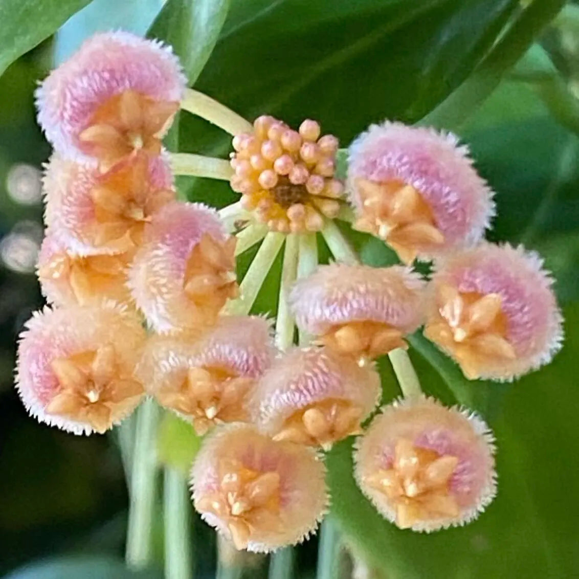 🌟Ball Orchid - Falling Stars From The Sky