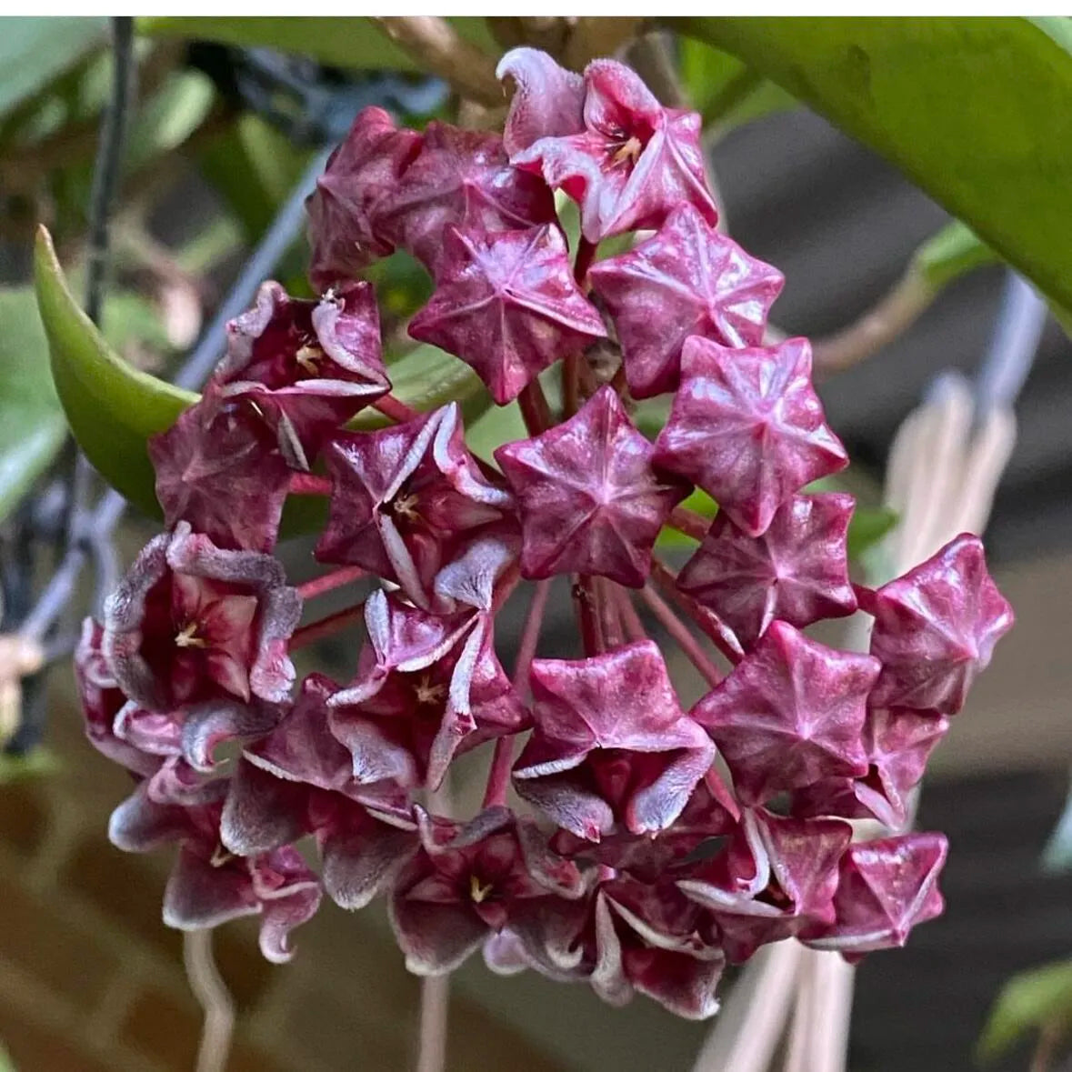 🌟Ball Orchid - Falling Stars From The Sky