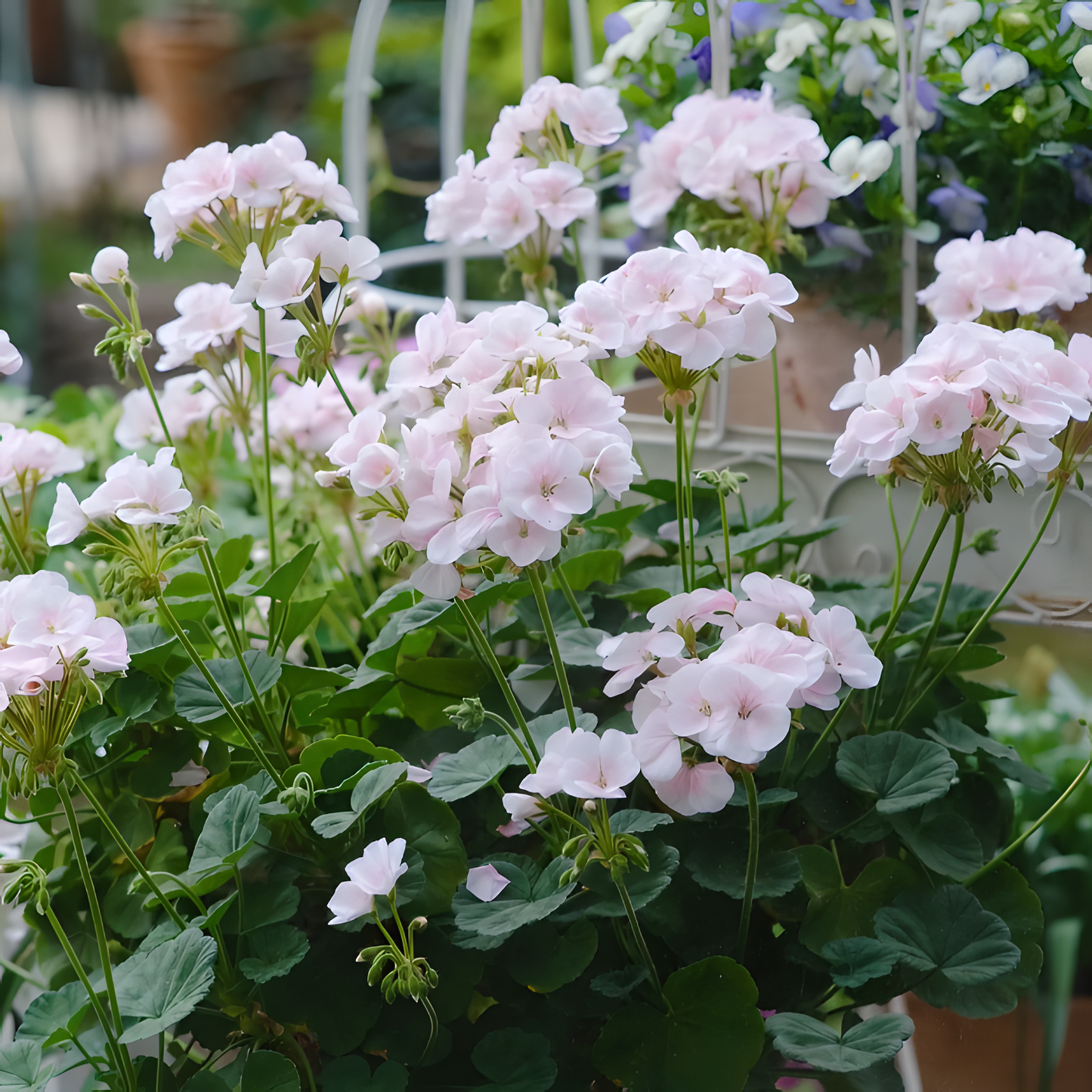 🌸Geranium - Happiness Is Around You