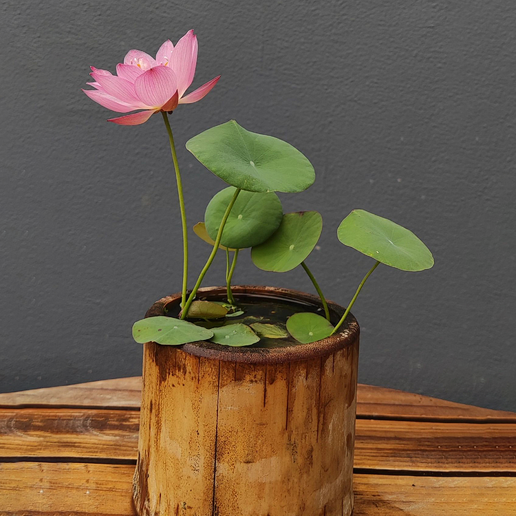 🪷Bowl Lotus: Embracing Zen Through Blossoms