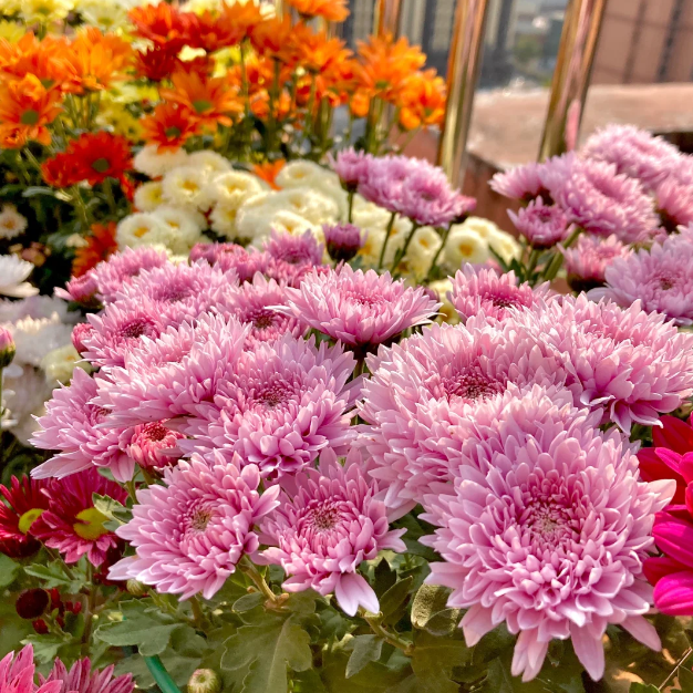 🌼Small Chrysanthemum Mixed Variety Seeds