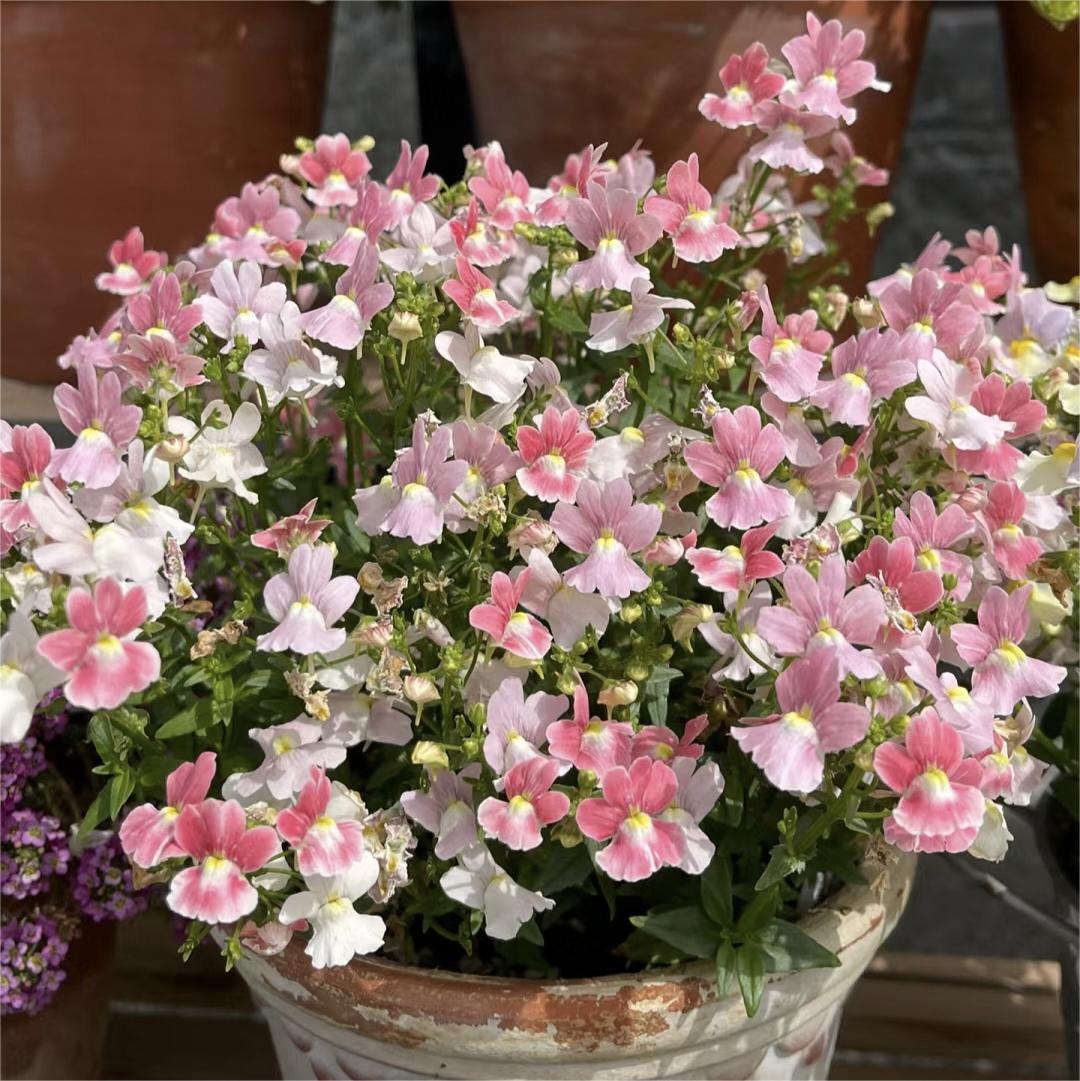 🌼Nemesia - Sincere Love