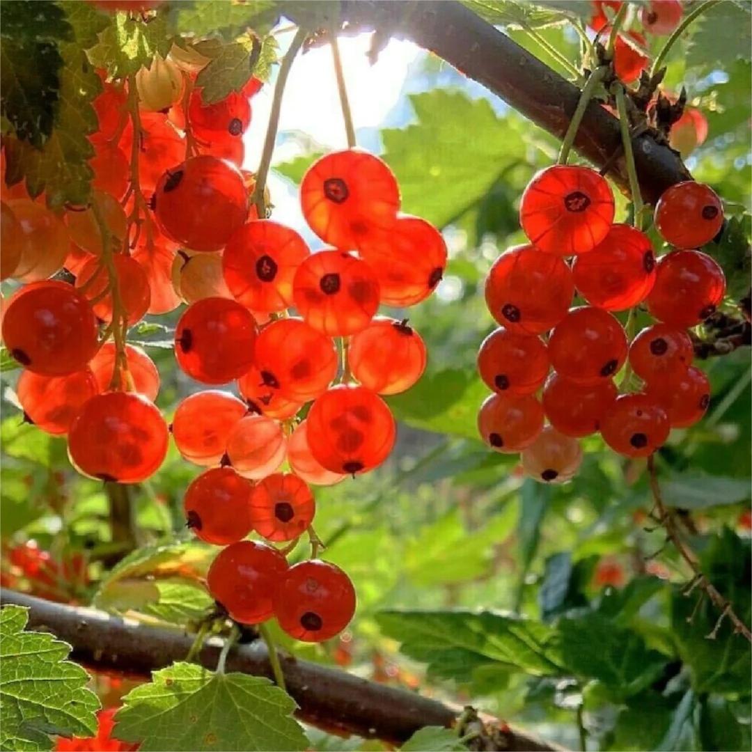 Multicolor Gooseberry Seeds