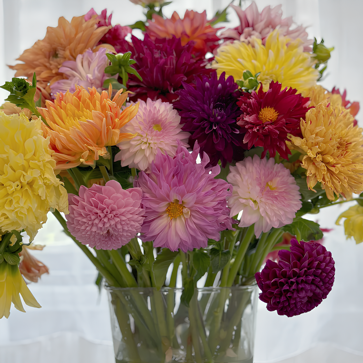 💐Dahlia Double Blend Rainbow Seeds