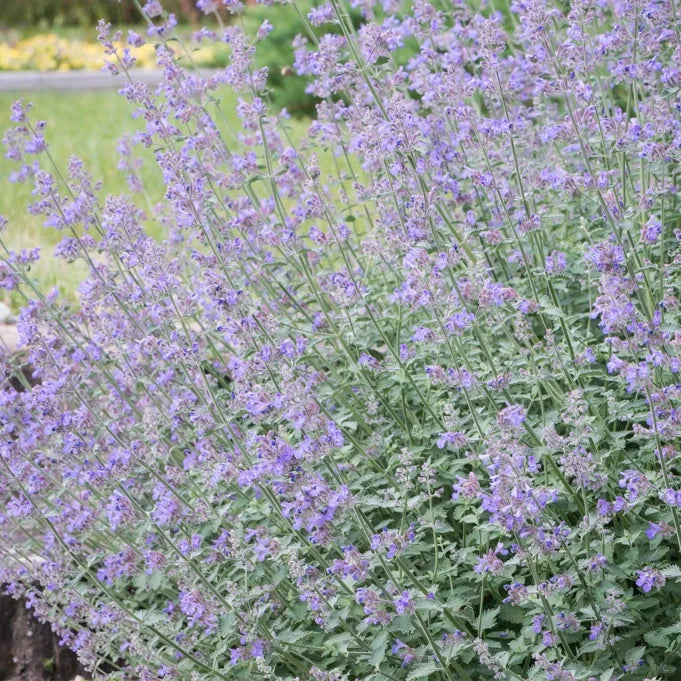 Catnip Seeds