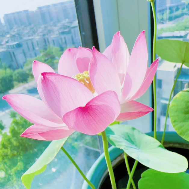 🪷Bowl Lotus: Embracing Zen Through Blossoms