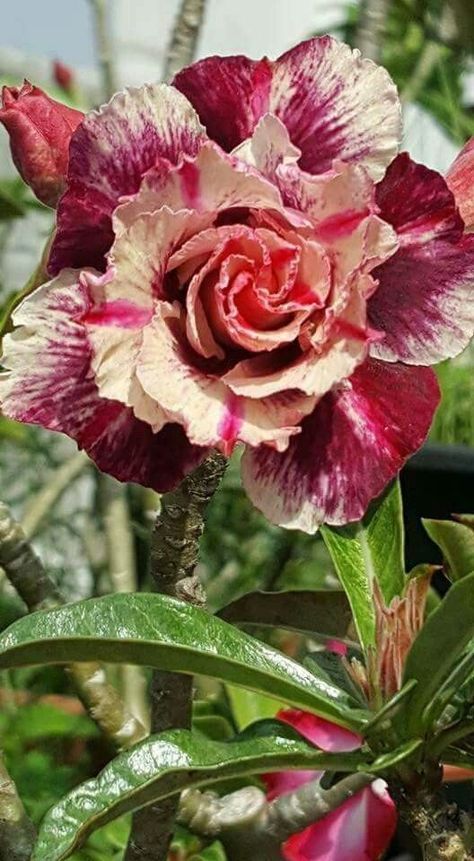 Adenium obesum Sugarism