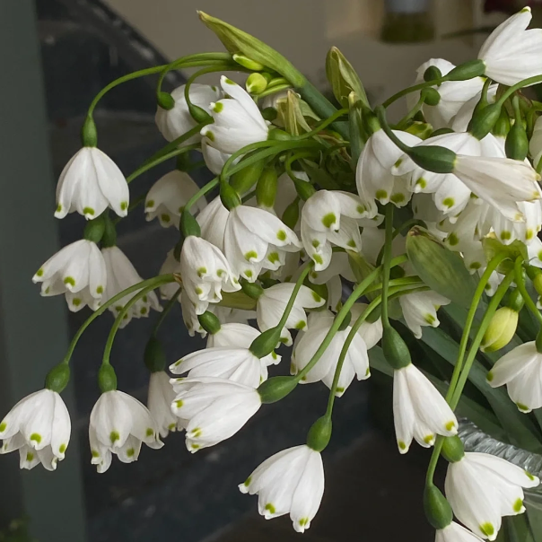 🌼Snowdrop Flower Seeds—Symbol Of Hope