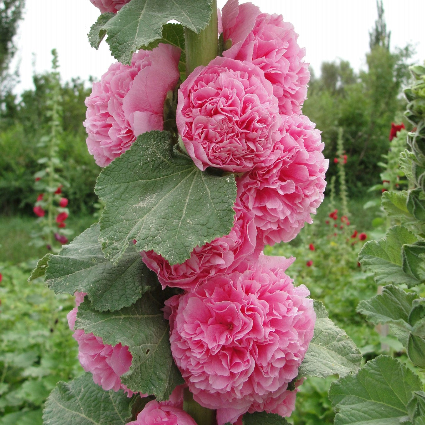 Last Day Sale - 50% OFF-🌸🌿Double Hollyhock Seeds