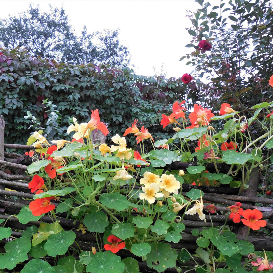 Nasturtium Seeds - Mixed Colors - Annual