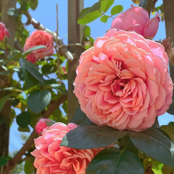 🌹Climbing Rose Seeds - Luck Rises