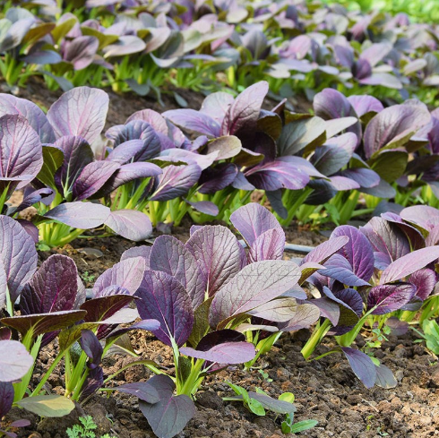 Purple Beauty Rapeseed Seeds
