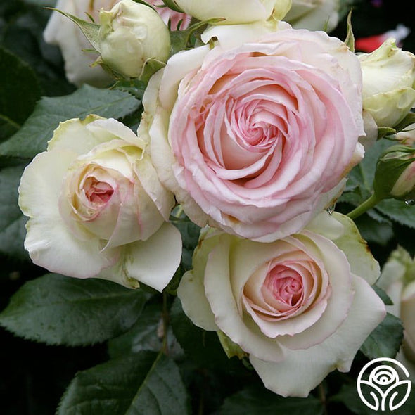 🌹Climbing Rose Seeds - Luck Rises