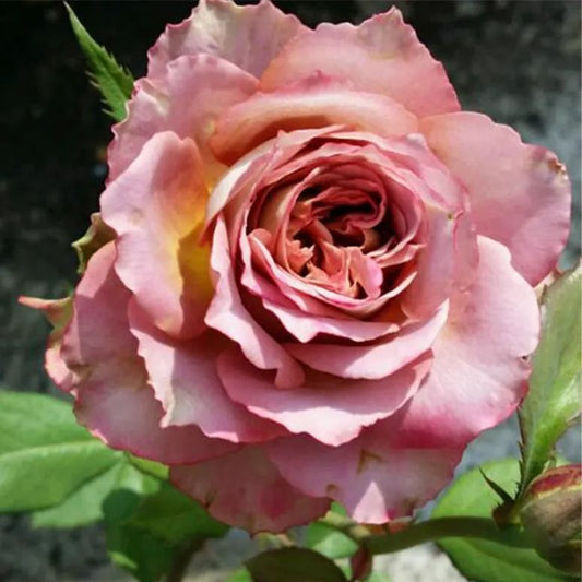 Japanese rare 'British Beats' shrub rose