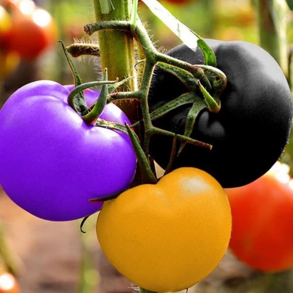 Rainbow Tomato Seeds (100 Seeds)