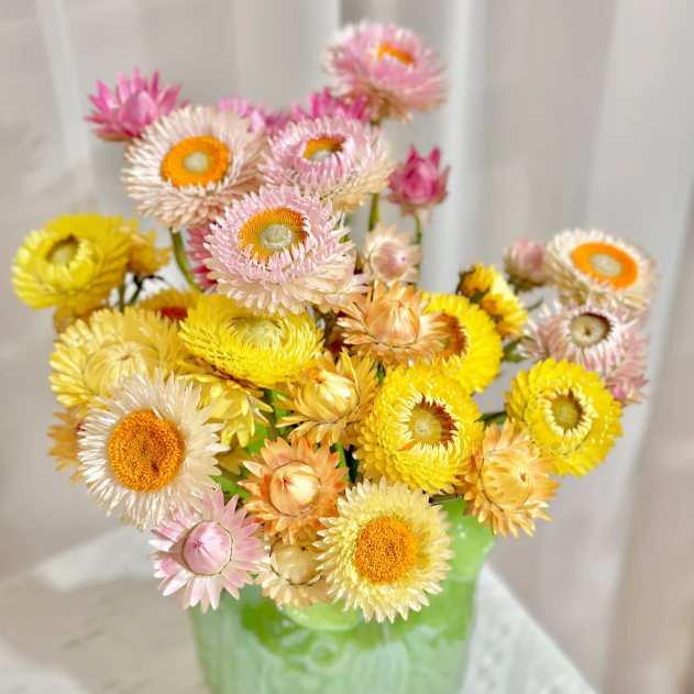 🌻Straw Chrysanthemum