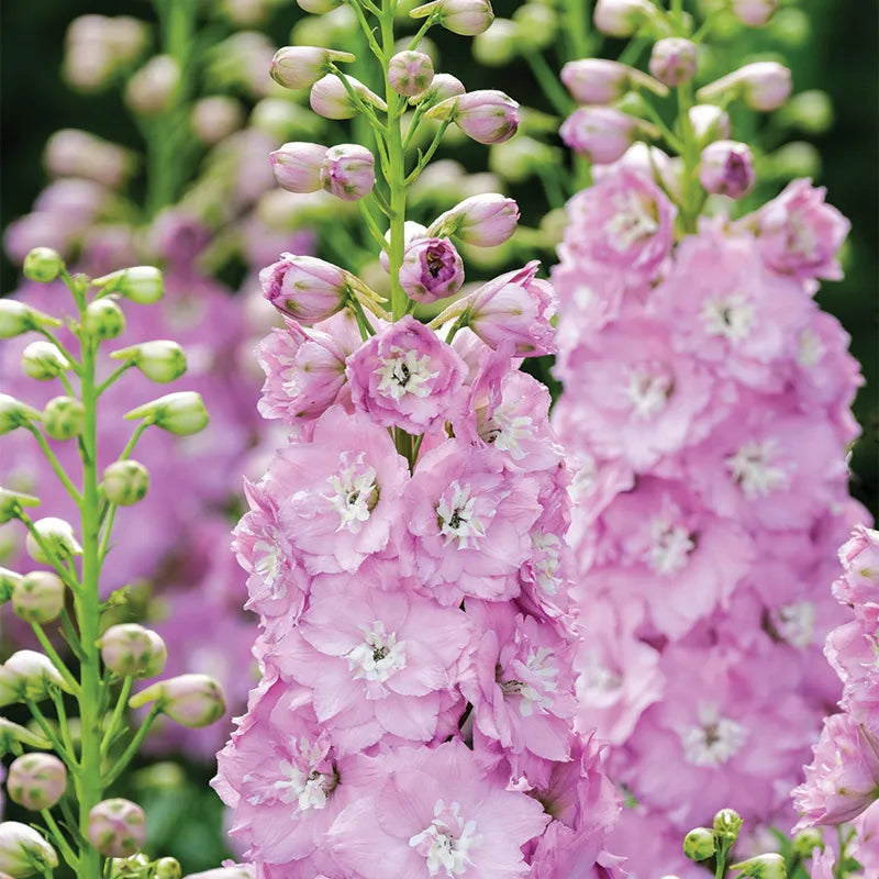 🌼🦋Mix-Colored Delphinium Seeds