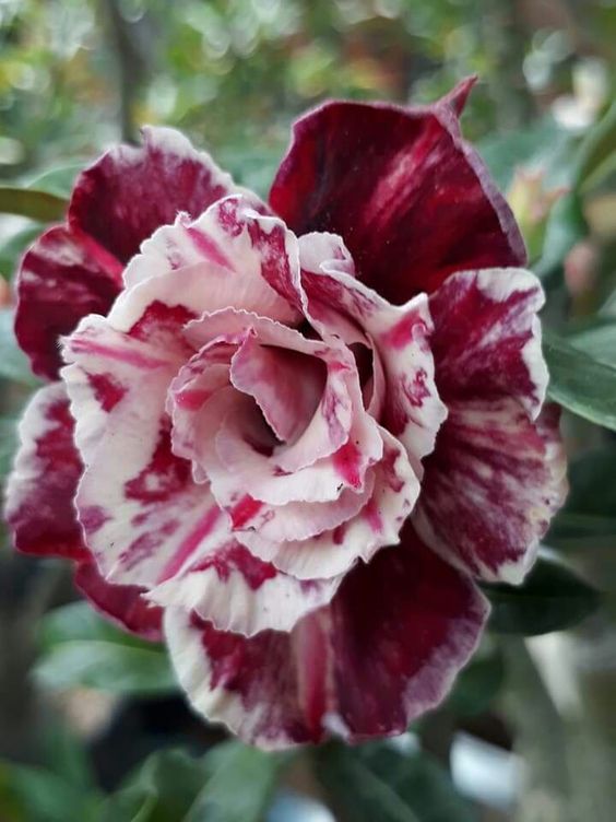 Adenium obesum Sugarism