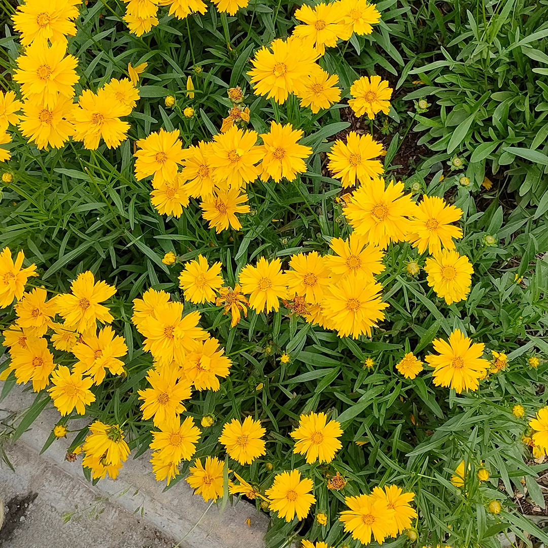 Lance-Leaf Coreopsis Seeds