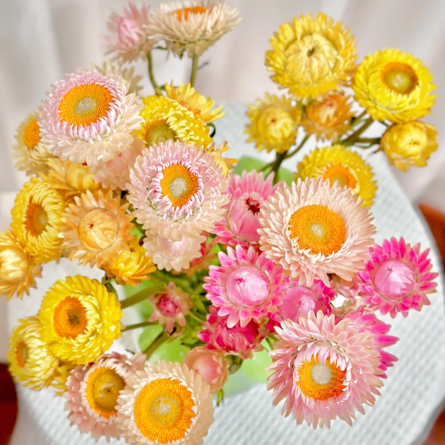 🌻Straw Chrysanthemum