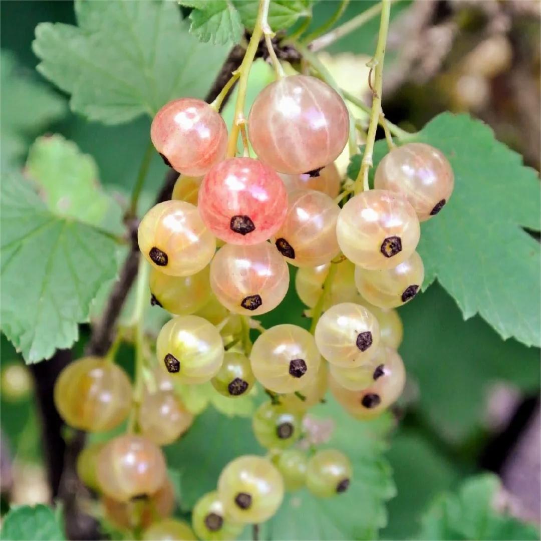 Multicolor Gooseberry Seeds