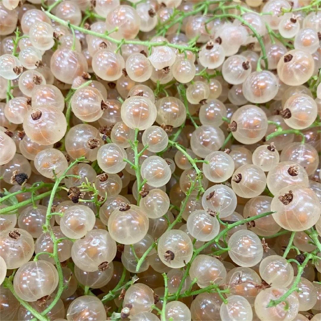 Multicolor Gooseberry Seeds