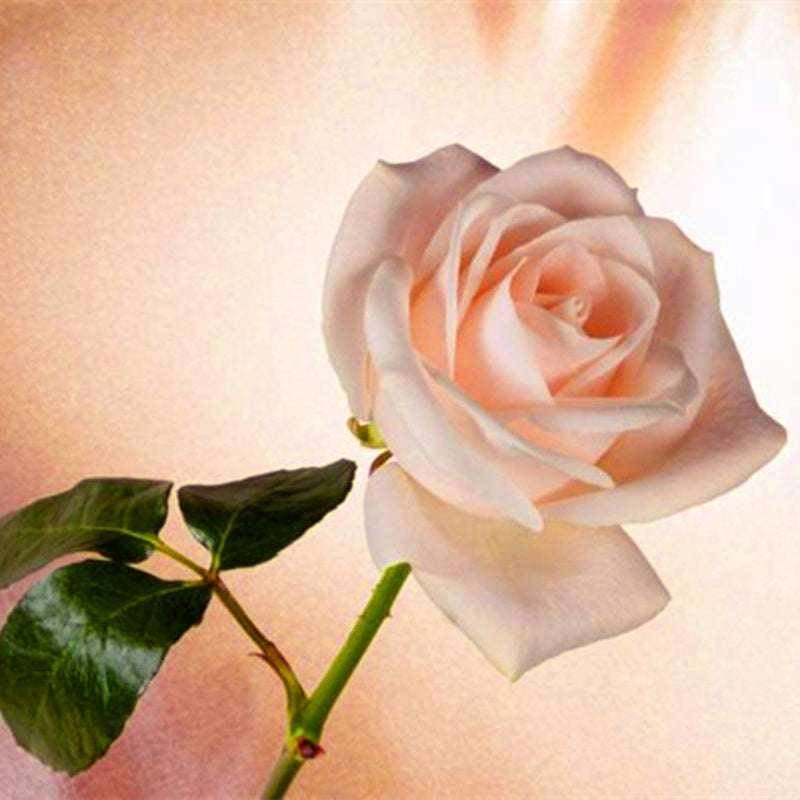 🌹 🌹Colorful Rose Seeds, 100Pcs/Pack