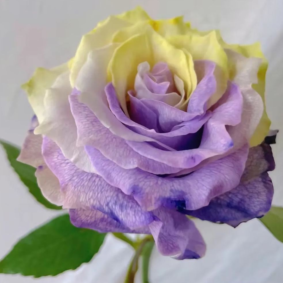'Two-Color Glazed' Rose Seeds