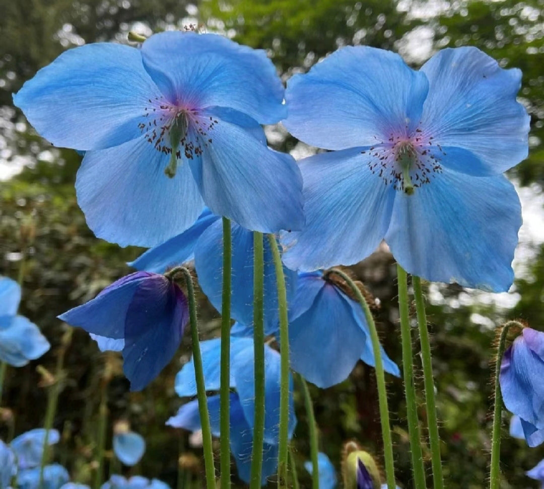 100 Blue Meconopsis Betonicifolia Flower Seeds