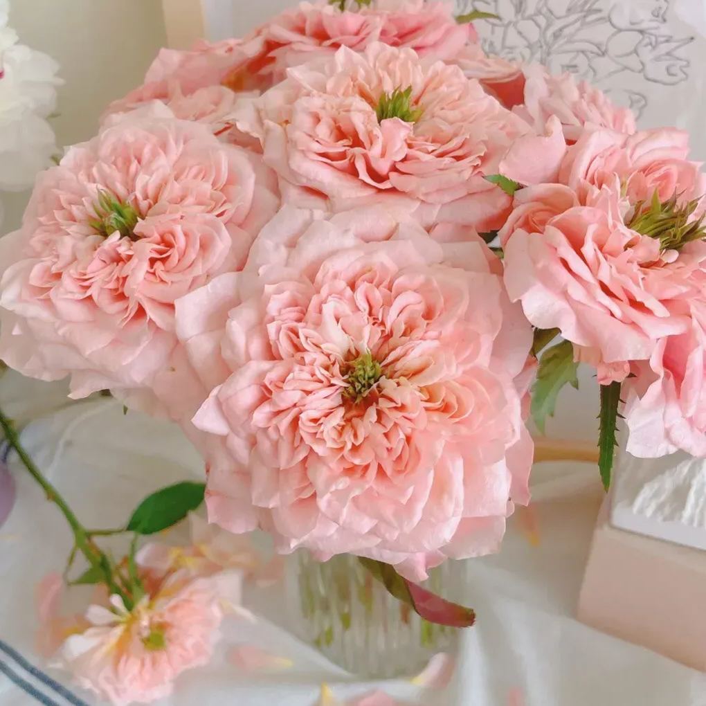 Mikoto Rose Seeds