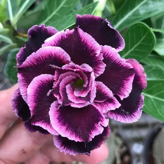 5 Seeds (Adenium Obesum) Desert Rose Grace