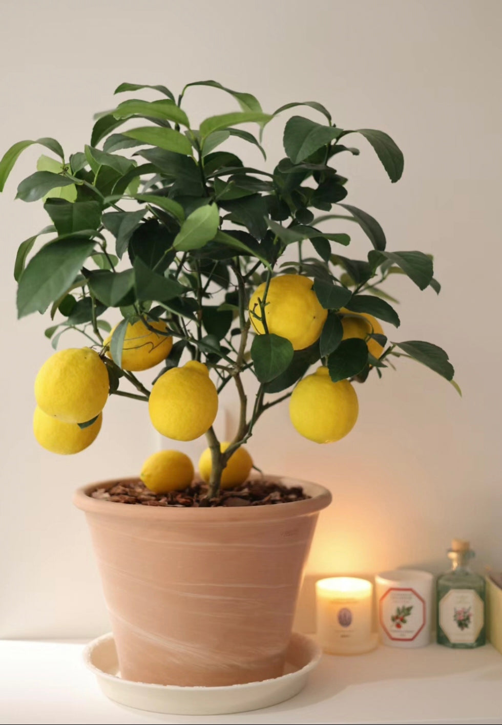 High Survival Rate Lemon Tree Seeds