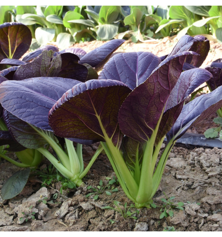 Purple Leaf Rape Seeds