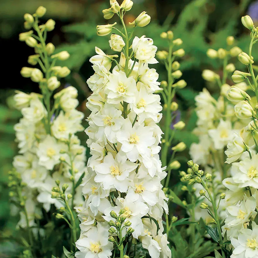 🌼🦋Mix-Colored Delphinium Seeds